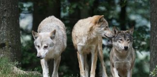 LNDC, Trento: “Dopo gli orsi, il nemico sono i lupi” Lupi