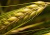 Grano duro italiano, Confagricoltura: “Bene tutte le iniziative a sostegno della produzione nazionale” grano