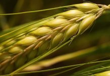 Grano duro italiano, Confagricoltura: “Bene tutte le iniziative a sostegno della produzione nazionale” grano