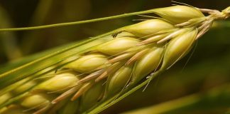 Nuovo assetto geopolitico mondiale, accordo su grano ucraino come arma negoziale grano