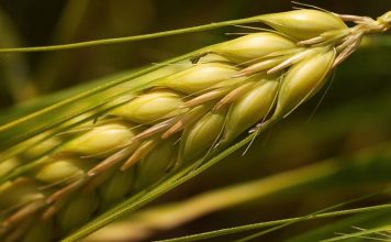 Grano duro italiano, Confagricoltura: “Bene tutte le iniziative a sostegno della produzione nazionale” grano