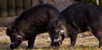 Verona, Fieragricola: accordo per valorizzare il suino nero suino nero