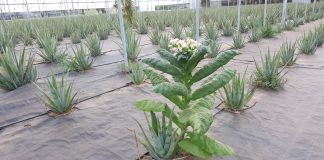 Dal tabacco una soluzione per una pelle più giovane e bella