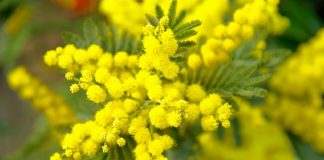 8 marzo ed è Festa della Donna!