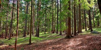 Giornata Mondiale delle Foreste, nuovo testo unico forestale foresta