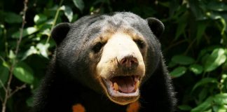 Convegno nazionale sulla conservazione degli orsi in Myanmar orso in Myanmar