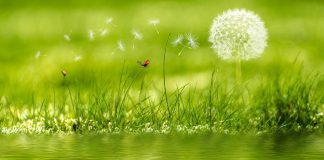 Una madre, un figlio, i sogni infranti dalla droga verde e prato