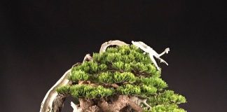 Euroflora, l’arte del bonsai e il percorso zen bonsai pino silvestre
