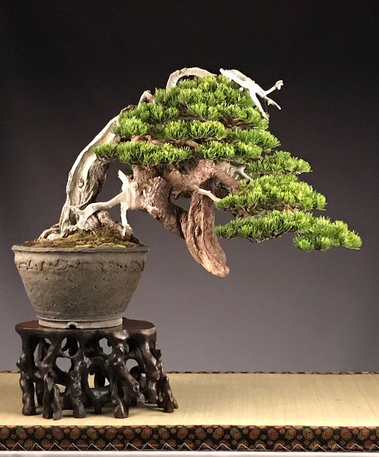 bonsai pino silvestre