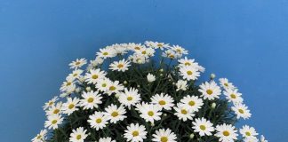 Itala e Francesco, la margherita e l’elleboro tra i protagonisti di Euroflora margherita itala