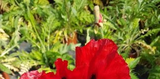 Euroflora, il Piemonte spunto di riflessione sul rapporto uomo-natura papavero Piemonte