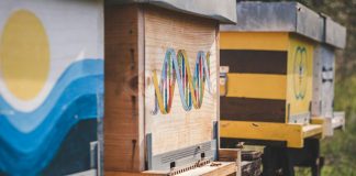 Roma ti Apiamo: una serie di eventi dedicati al mondo delle Api Roma ti Apiamo eventi dedicati mondo api