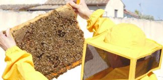 Giornata Mondiale delle Api, il pensiero della Federazione Apicoltori Italiani Roma monitoraggio smog commento Federazione apicoltori