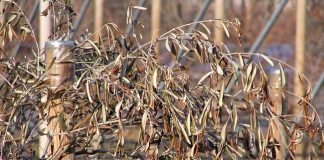 Maltempo, sud Italia: ingenti danni all’agricultura danni maltempo Puglia