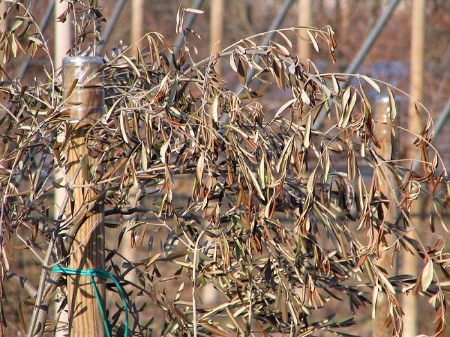 danni maltempo Puglia