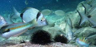 CMAS: Coppa del Mondo di pesca subacquea a Biserta (Tunisia) CMAS-coppa del mondo-pesca subacquea