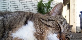 In primavera … non ho voglia di lavorare gatto sonno