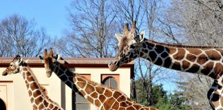 Giornata della giraffa, gli appuntamenti al Bioparco di Roma Giornata della Giraffa appuntamenti Bioparco Roma