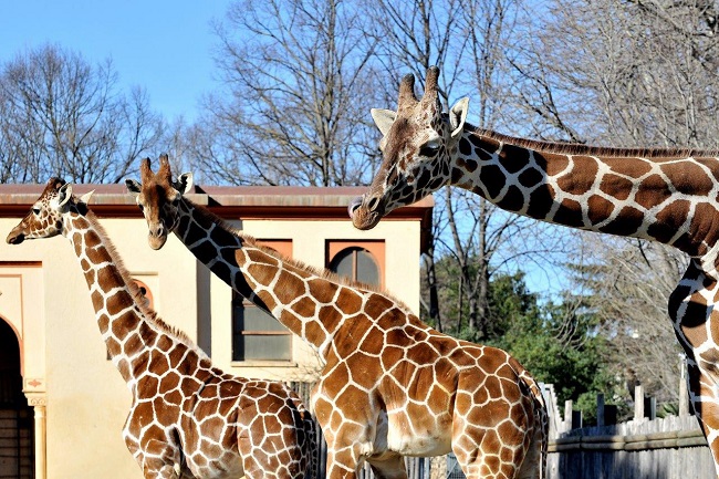 Giornata della Giraffa appuntamenti Bioparco Roma