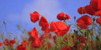 I poeti che cantano l’estate papaveri