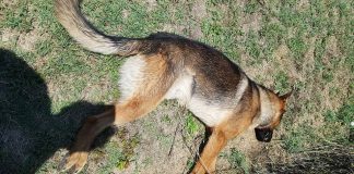 Morto avvelenato Kaos, il cane-eroe di Amatrice