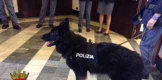Prende a calci il cane, denunciato per maltrattamento
