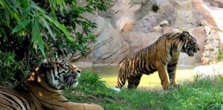 Giornata internazionale della tigre al Bioparco di Roma, il 29 luglio Giornata internazionale della tigre