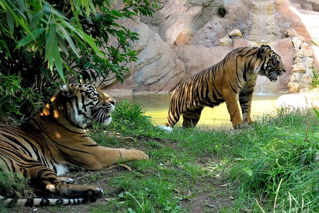 Giornata internazionale della tigre al Bioparco di Roma, il 29 luglio