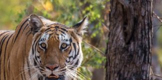 Turismo naturalistico: accordo WWF Travel – Biosfera Itinerari tigre india