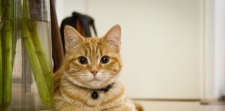 Gatto in casa, cosa fare per una corretta convivenza gatto casa