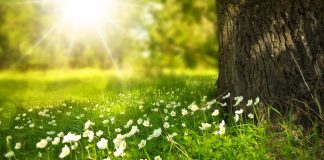 Il senso della vita nelle poesie di Alda Merini primavera prato