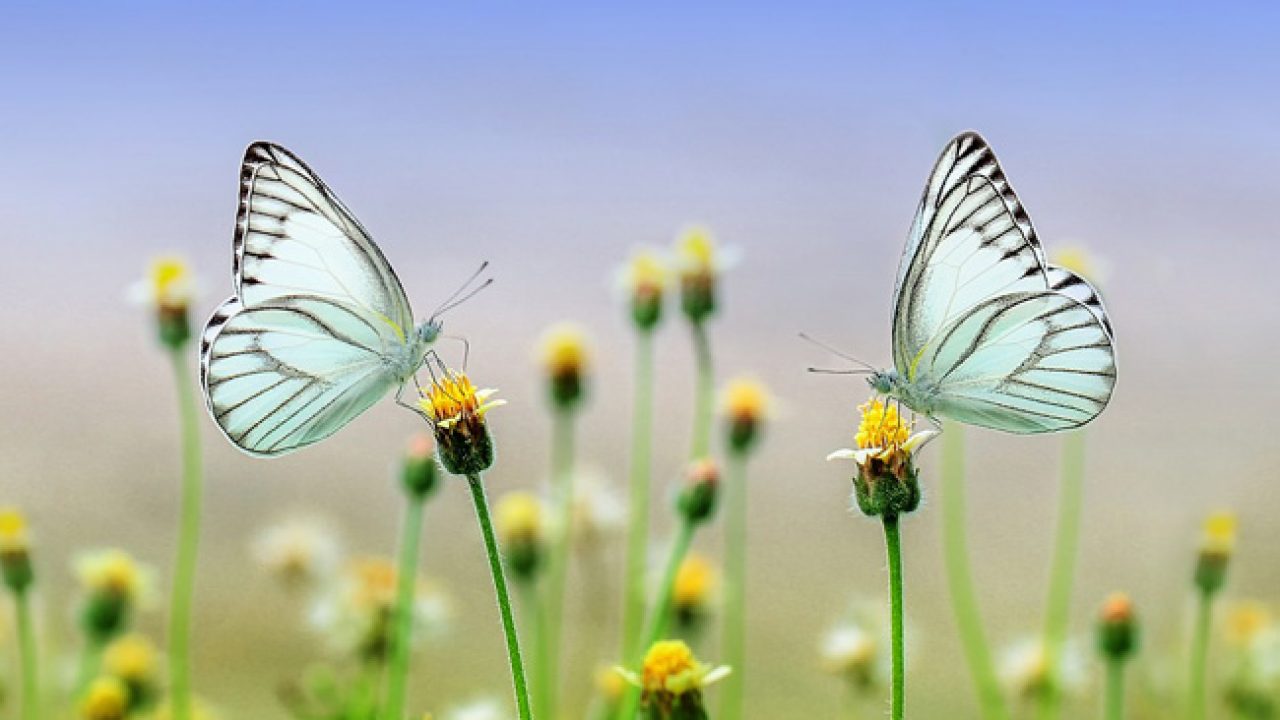 Il Miracolo Delle Farfalle