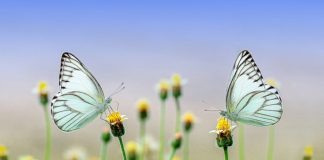 Il miracolo delle farfalle farfalle