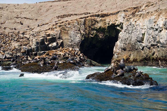 Lobos marinos en las Islas Palomino