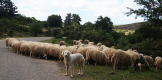 L’Abruzzo terra di uomini e greggi transumanza