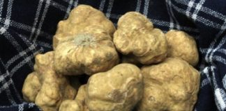 Prezzi del tartufo in calo del 44%