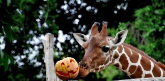 Roma, al Bioparco si festeggia Halloween: il programma halloween giraffa