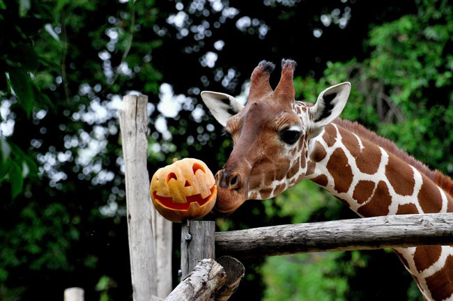 halloween giraffa