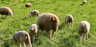 Confagricoltura Lazio: necessarie misure urgenti per il settore ovicaprino pascolo ovini