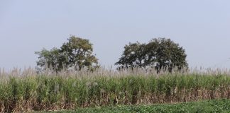 Confagricoltura denuncia: produzione europea di zucchero in calo piantagioni zucchero