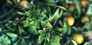 Xylella, Confagricoltura chiede di attivare misure d’intervento xylella