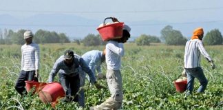 Lotta al caporalato in Puglia, le iniziative dei Carabinieri di Foggia