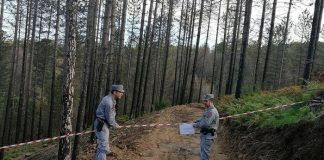 Taglio irregolare in un bosco, 9 denunce nel Cosentino
