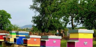 Apicultura, al via il censimento alveari fai apiario censimento