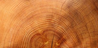 Ecomondo, convegno sul legno: l’intervento di Confagricoltura legno