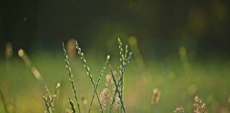 Comunicare la salute, discernere il grano dal loglio loglio