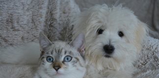 Un cucciolo a Natale: alcuni consigli gatto cane