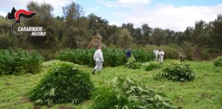 Carabinieri Nuoro, nel 2018 record di sequestri di cannabis
