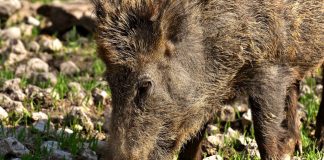Cinghiali, Confagricoltura richiede interventi urgenti cinghiale