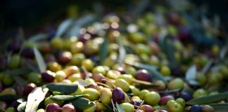 Dazi USA su Olive da tavola spagnole, il commento di Confagricoltura olive